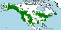 distribucion-ursus-americanus