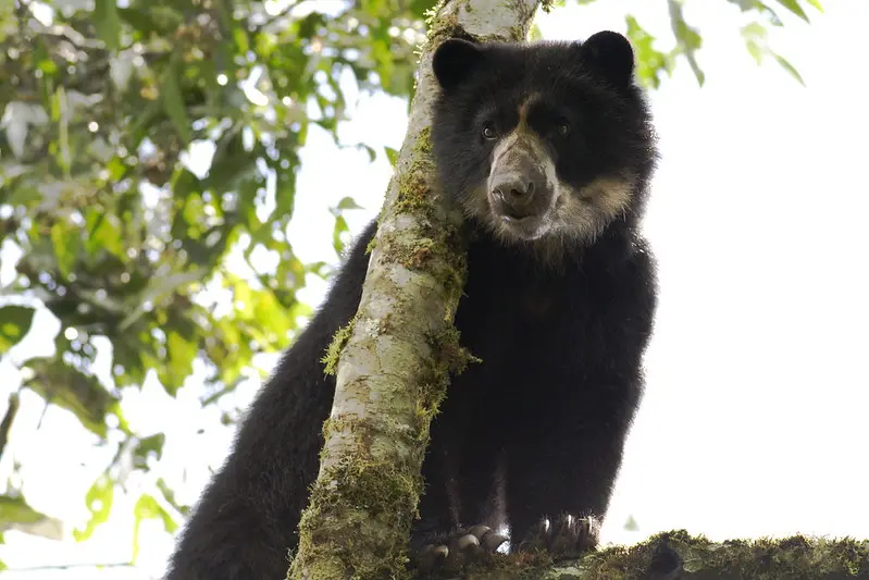 Oso de anteojos costumbres y características principales