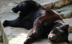 Oso negro, descripción, hábitat y reproducción