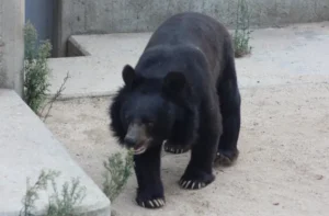 Información sobre el oso tibetano o del himalaya