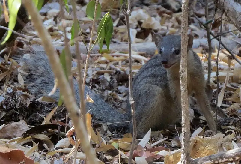 Mangosta de rayas angosta, Mungotictis decemlineata.