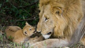 León animal, Panthera leo