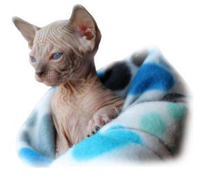 Gato Egipcio, Esfinge o Sphynx, precio y consejos para su adquisición