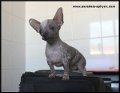 Los cuidados que precisa el perro chihuahua sin pelo