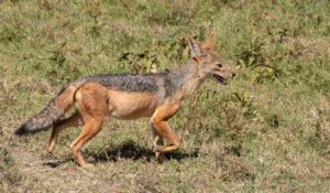 Cánidos o familia Canidae: características y especies
