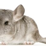 chinchilla