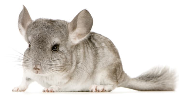 Chinchilla, sus cuidados, alojamiento y reproducción