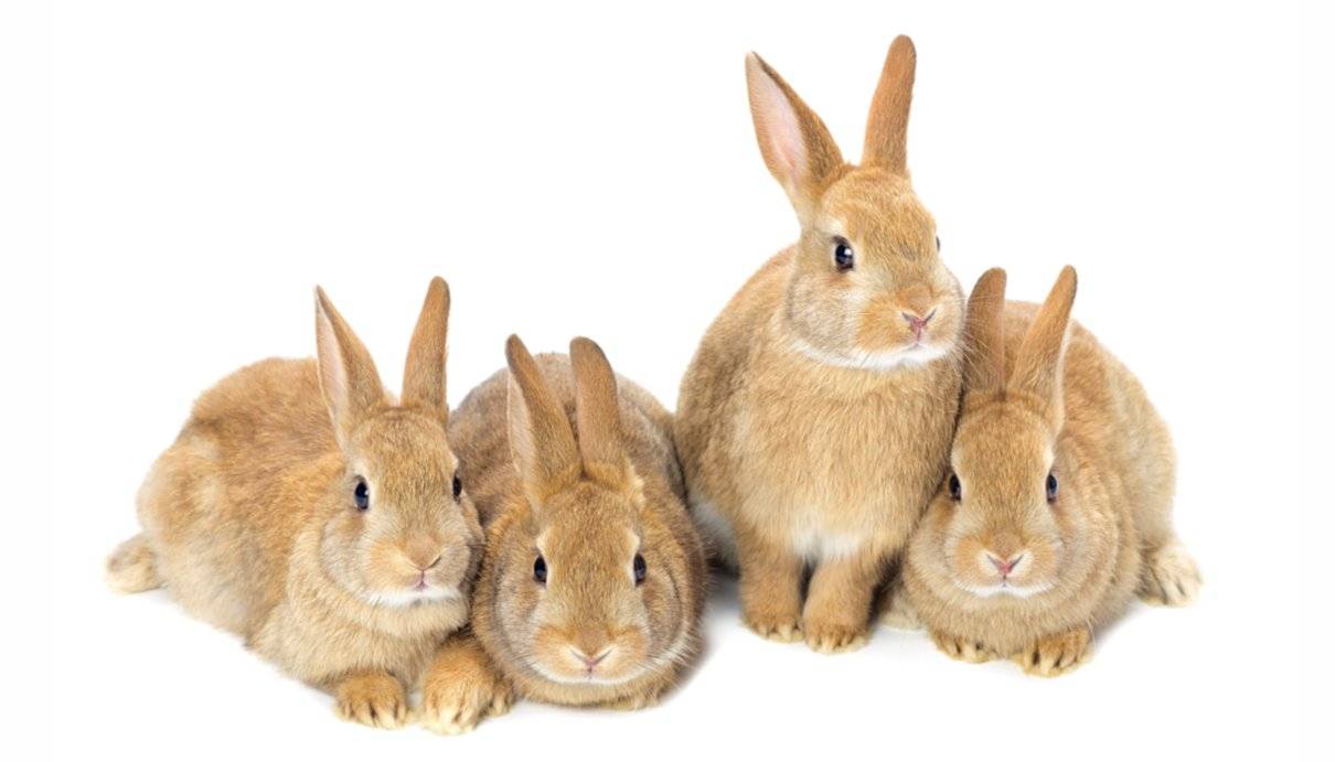 Conejos, conoce sus características, hábitos y costumbres