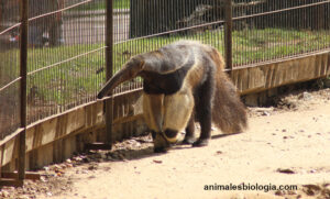 Oso hormiguero, descripción y características