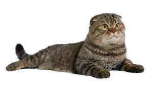 Scottish fold y sus peculiares orejas, cuidados, consejos y precio