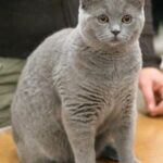 British shorthair