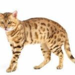 Gato Bengalí, pequeño felino con aspecto de leopardo