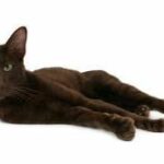 Gato habana, información y características de la raza Gato habana