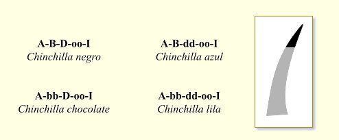 Gatos chinchillas