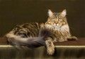 maine-coon