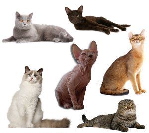 Tipos De Gatos Domesticos 5 Razas De Gatos Gigantes Y Grandes