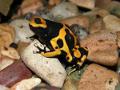 dendrobates-leucomelas