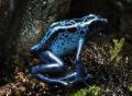 dendrobates-tinctorius