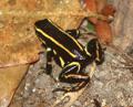 dendrobates-truncatus