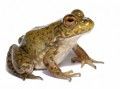 lithobates-catesbeianus