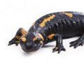 salamandra