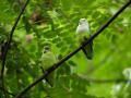 Agapornis canus, hábitos, cuidados y estado de conservación