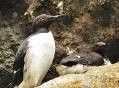 Aves marinas afectadas tras los temporales sufridos en el transcurso de este invierno