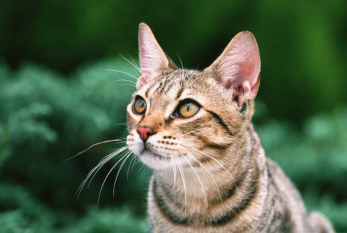 Peritonitis infecciosa felina, diagnóstico, tratamiento, síntomas