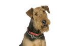 airedale-terrier