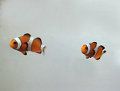 Cuidados del pez payaso, Amphiprion Ocellaris