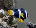 Amphiprion clarkii, ficha descriptiva de la especie