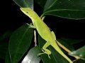 anolis-carolinensis