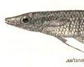 Aplocheilus lineatus