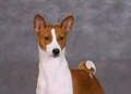 basenji