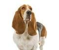 basset-hound