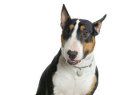 bull-terrier