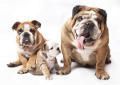 bulldog-ingles