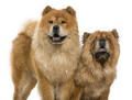 chow-chow