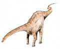 diplodocus