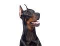 doberman