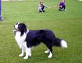 Vídeo de agility con un border collie