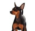 perro-pinscher