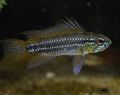 Apistogramma bitaeniata, cuidados