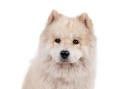 samoyedo