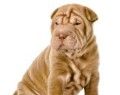 shar-pei