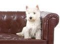 west-highland-white-terrier