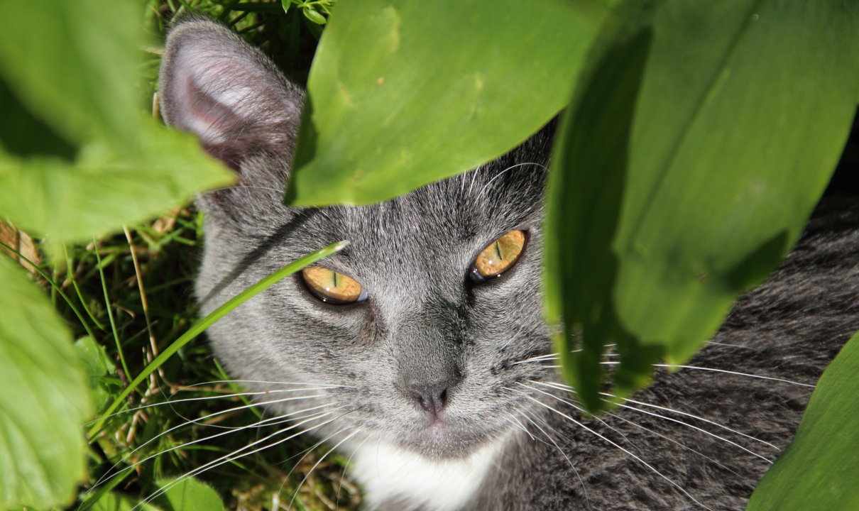 Órgano de los sentidos mamíferos perros y gatos