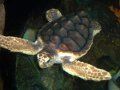 Caretta caretta, tortuga boba