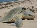 Lepidochelys kempii, tortuga bastarda