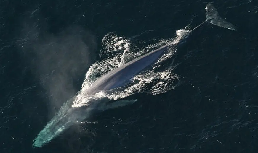 Balaenoptera musculus: ballena azul